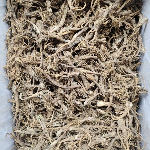临洮县多年生秦艽，有现货需要的随时咨询