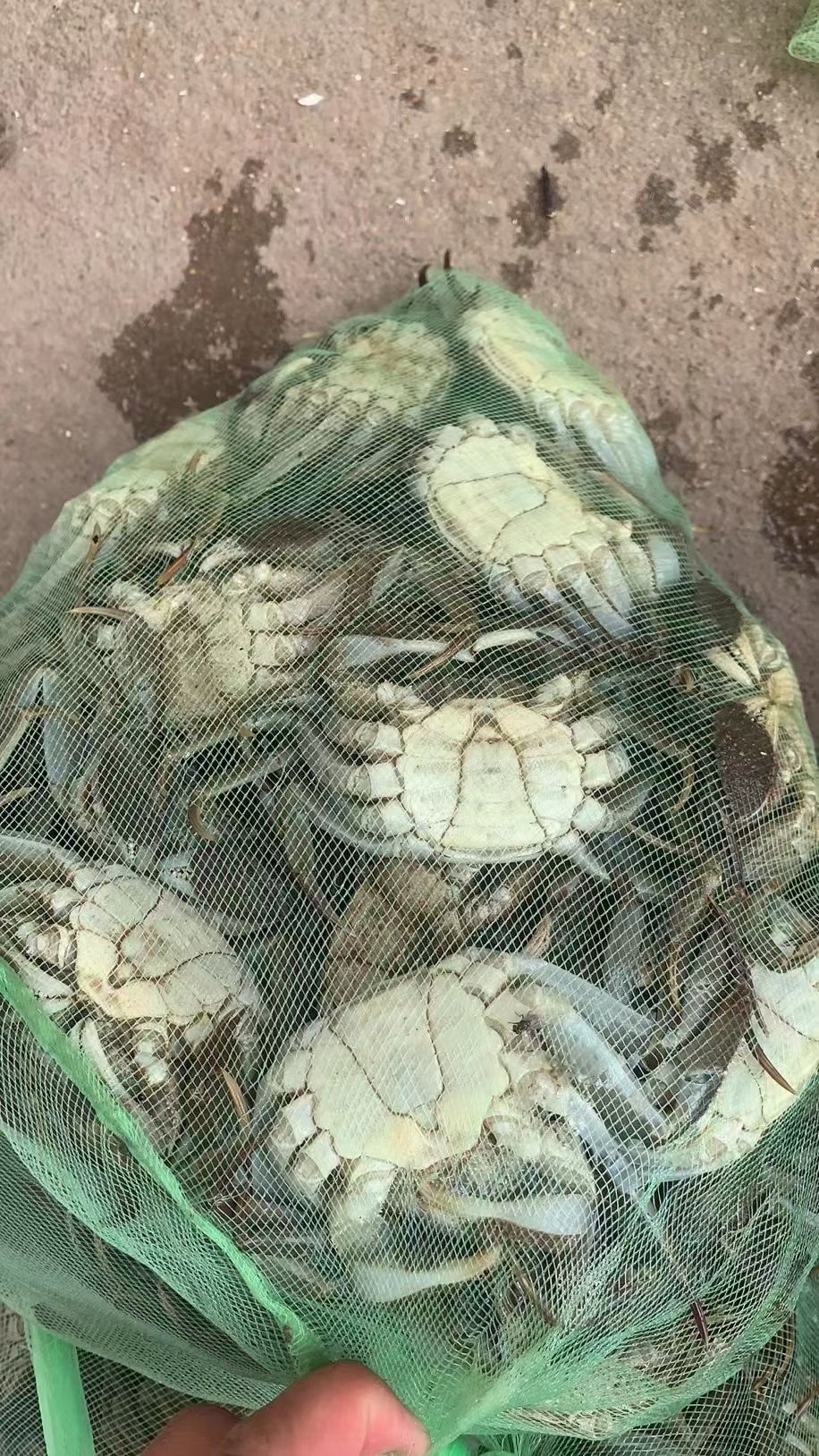 大闸蟹