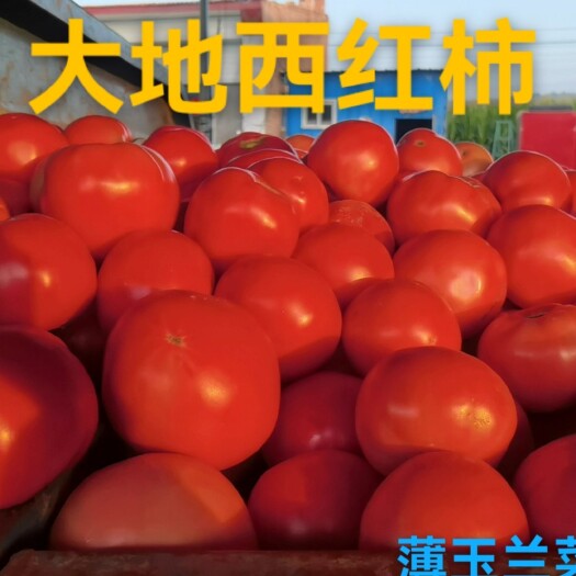 应县山西省朔州市应县南泉乡沙甜硬粉西红柿，欢迎大家前来选购