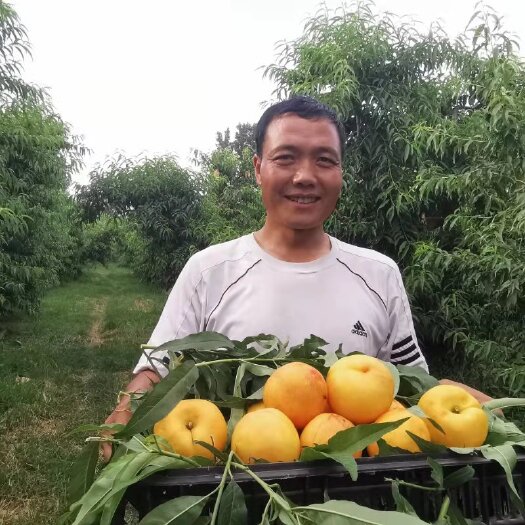 鲁山县锦绣黄桃 通体金黄 皮薄肉嫩 口感香甜 非常好吃