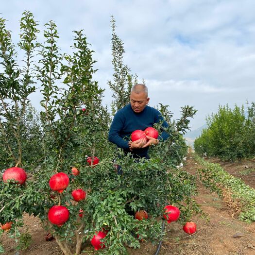 昆明单果1000克起特大中国红石榴