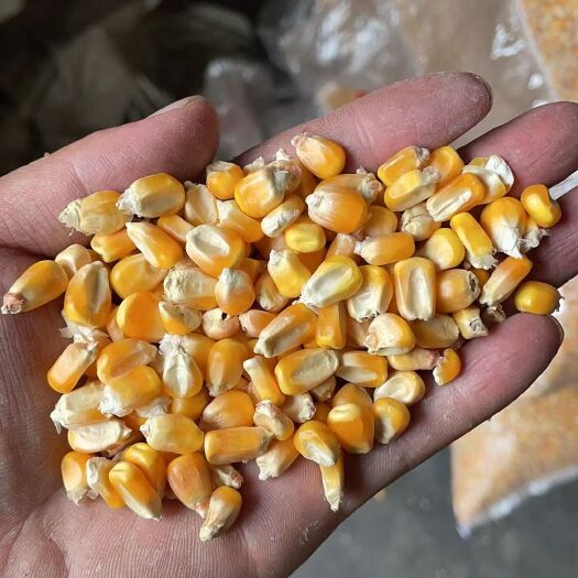 齐齐哈尔碎玉米
