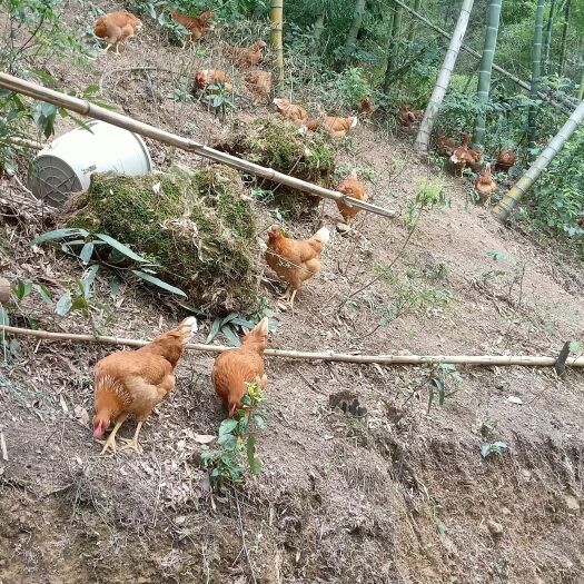 杭州农家土鸡蛋
