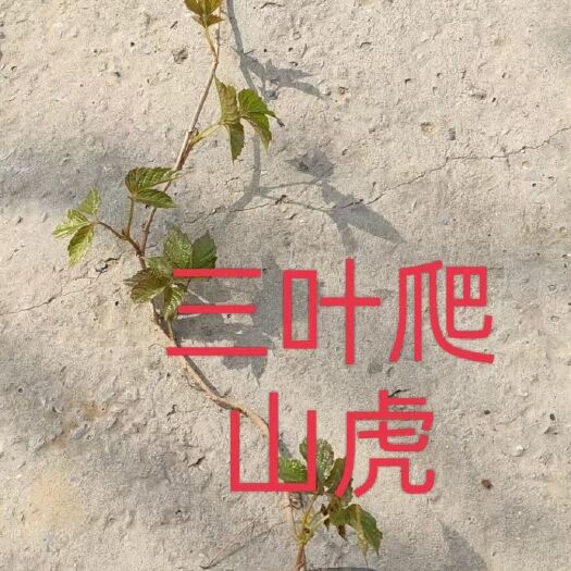 天津三叶爬山虎