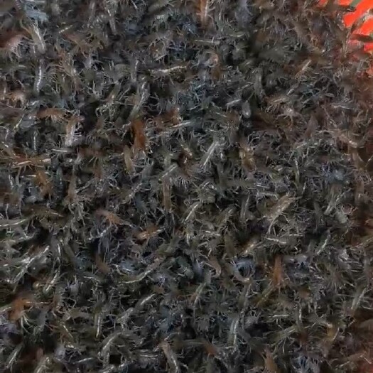 惠州澳洲淡水龙虾苗