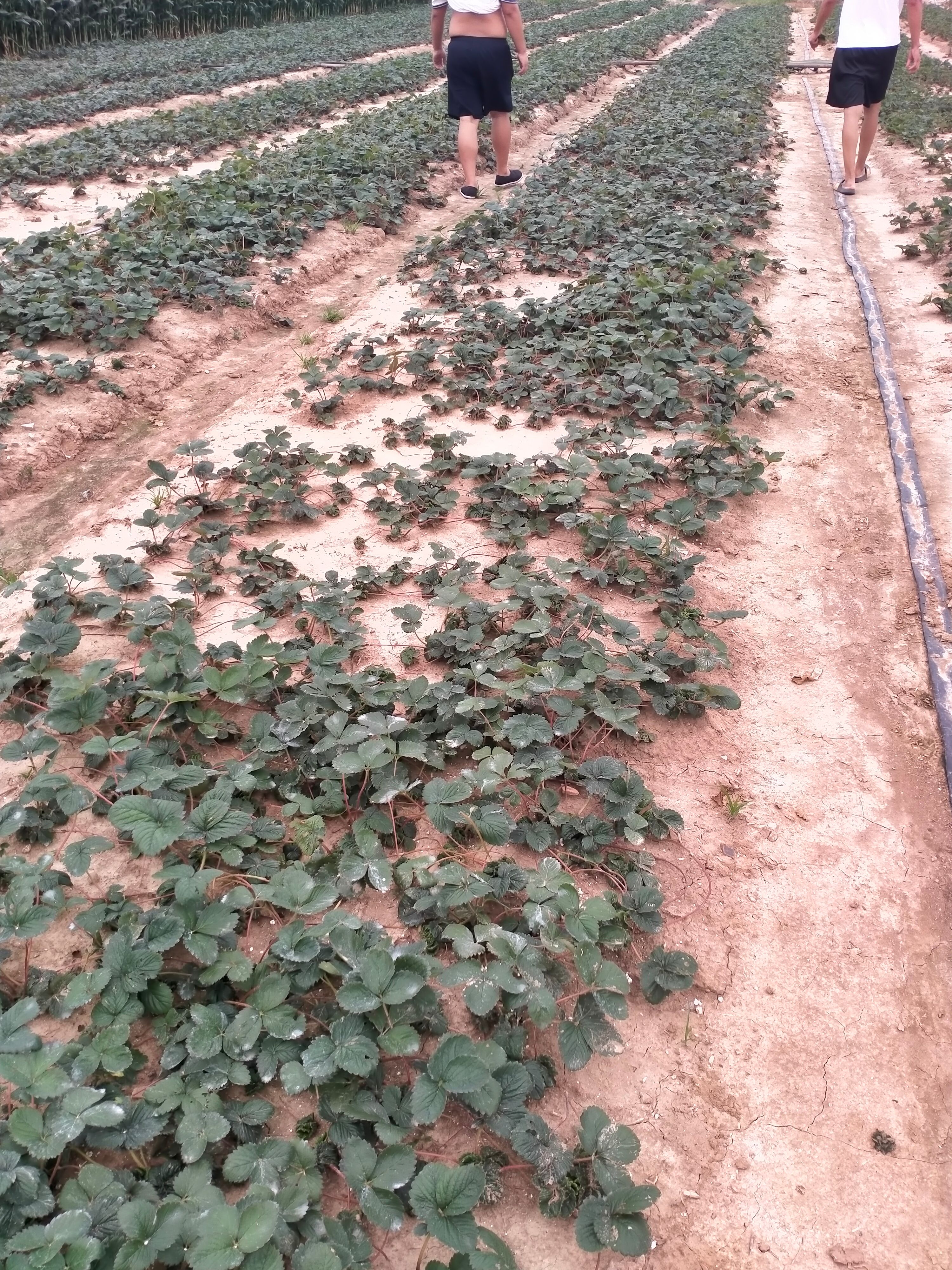 泰安雪里香草莓苗价格 草莓苗种植基地