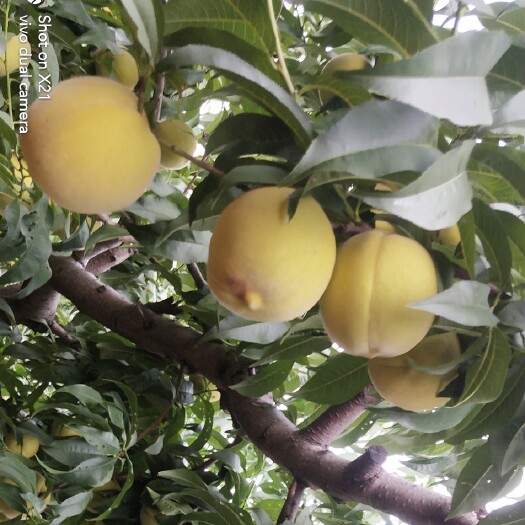 沂水县金黄后大量上市