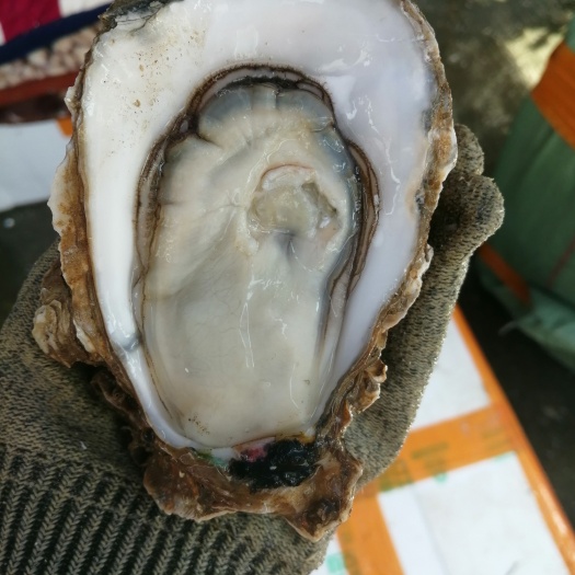 佛山牡蛎 湛江生蚝 一手货源  产地直销 薄壳脆口烧烤