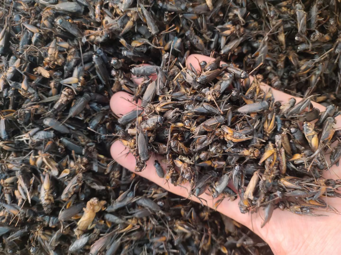 蟋蟀干新货中蟋蟀干无硫蝼蛄蝗虫鸟食晒干食用油炸蛐蛐食用
