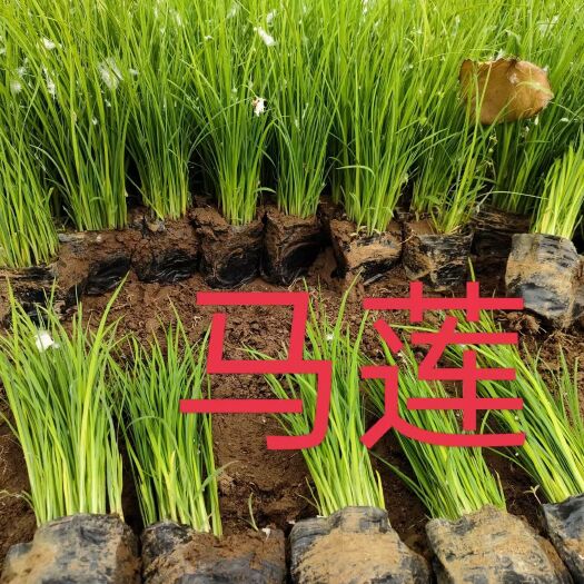 天津马兰