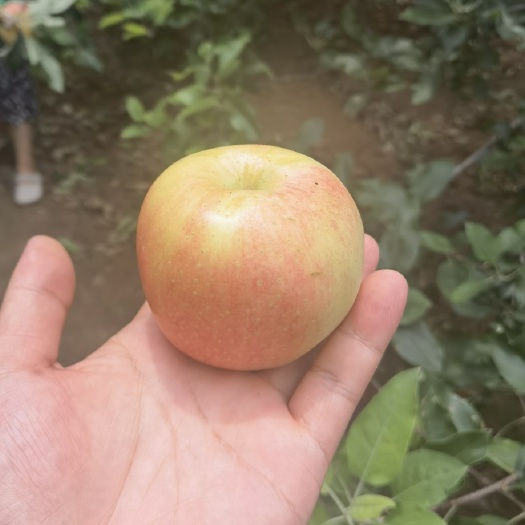 山西运城嘎啦苹果，好吃清脆，各大电商，各大超市