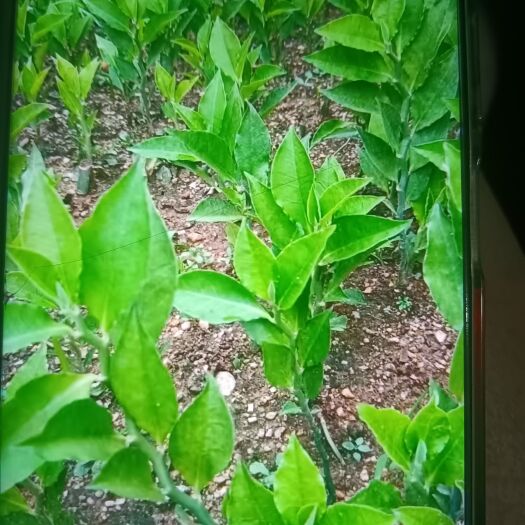 红雀珊瑚苗中草药观赏盆景苗高40厘米以上2一3分株