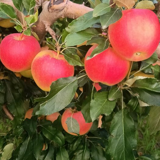 蒲城县嗄啦苹果大量上市