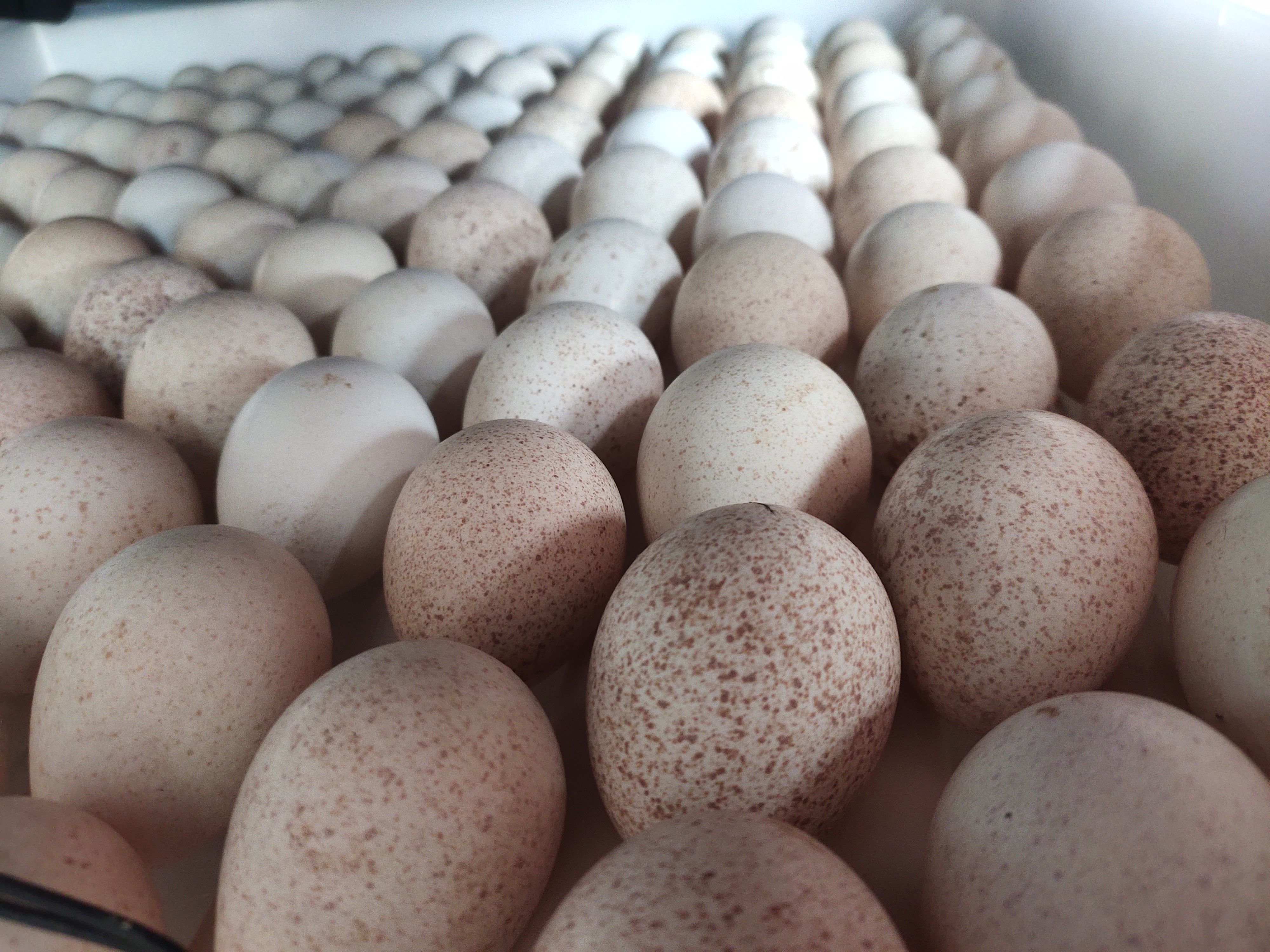 凉城县农村火鸡蛋，全程玉米，蔬菜饲养。可食用，可孵化