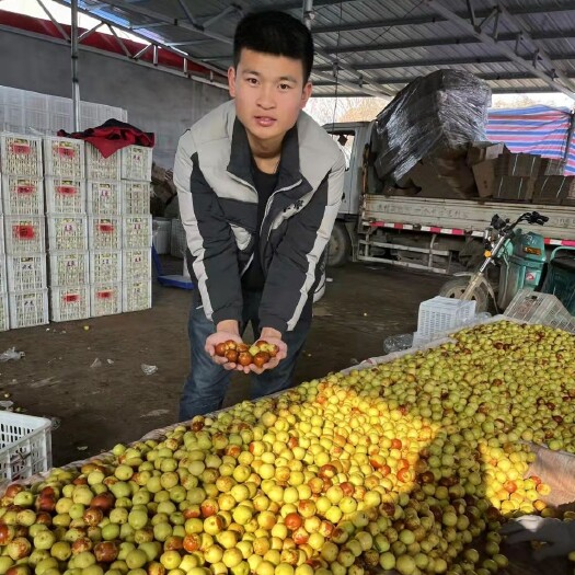 滨州冬枣一件代发鲜枣红枣，对接电商，团购，直播带货专业供应链仓库