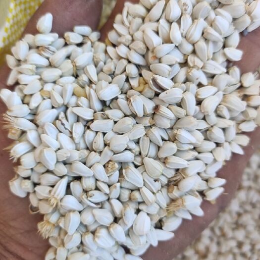 瓜州县20222新红花籽，无刺大朵，优质红花籽支持整车发货