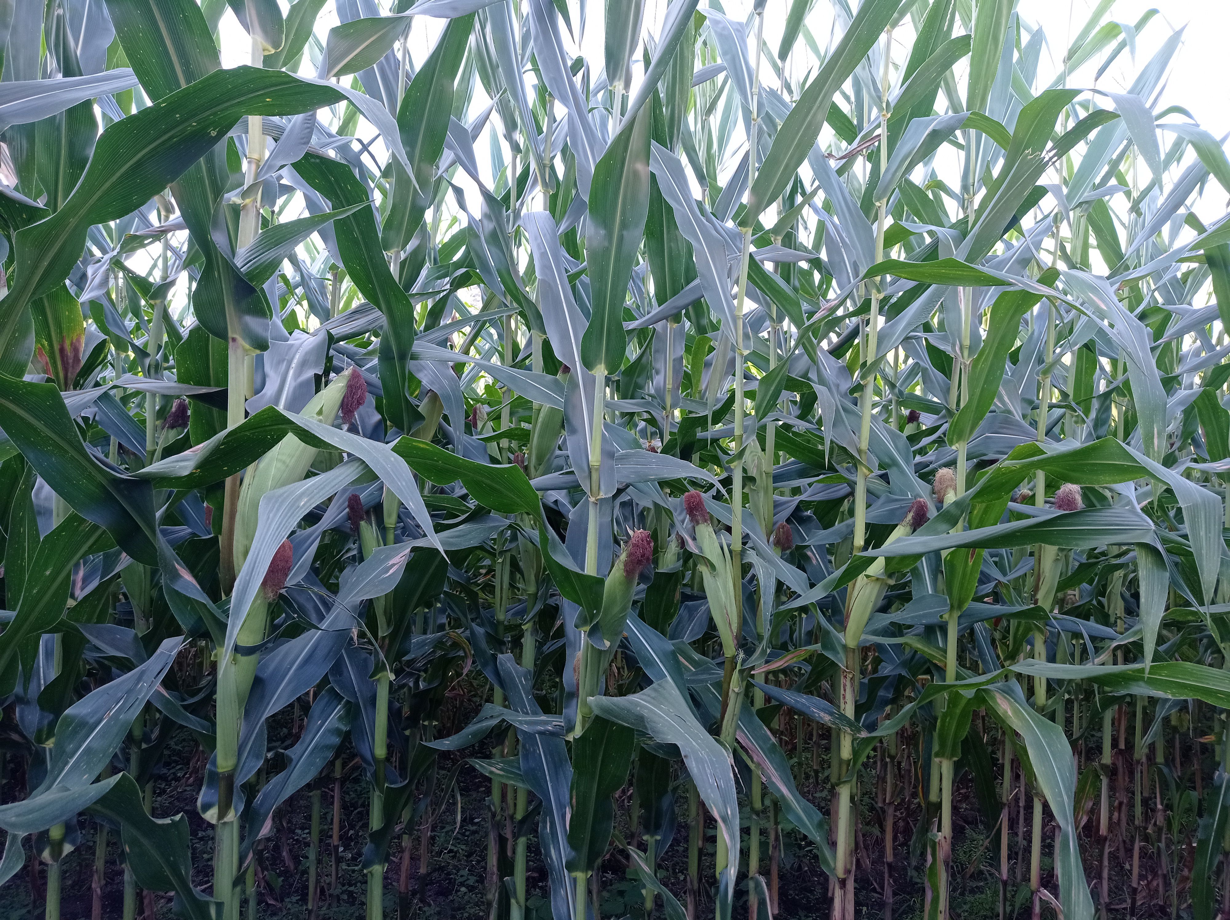 自酿纯粮食农家五粮酒清香型白酒