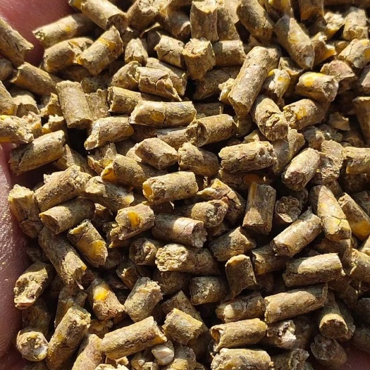 正阳县玉米颗粒，育肥饲料，鸡鸭鹅猪牛羊都可以用