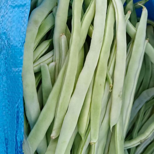 丰宁县各种爬架豆角，