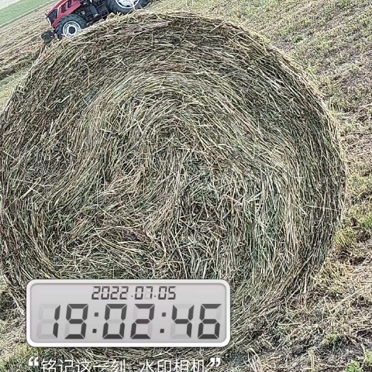呼伦贝尔大草原新苜蓿干草