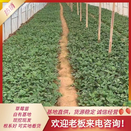 泰安甜查理草莓苗 地栽苗 20~30公分