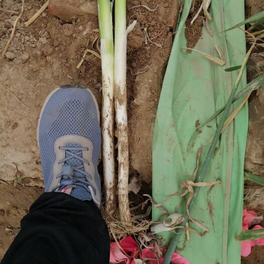 滑县长白大葱,产地直销,一手货源,热烈欢迎四海客商前来采购