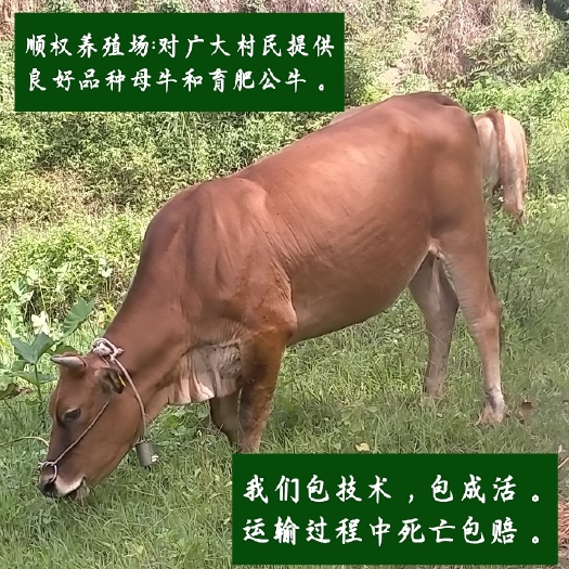 博白县土黄牛