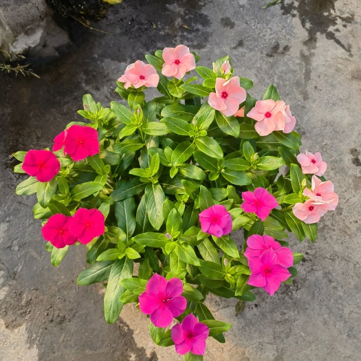 成都精品长春花冠幅40cm