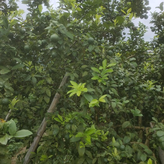 金平县越南西贡柠檬，含vc量的柠檬