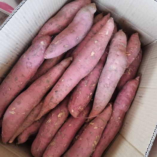 河南周口西瓜红薯大量上市