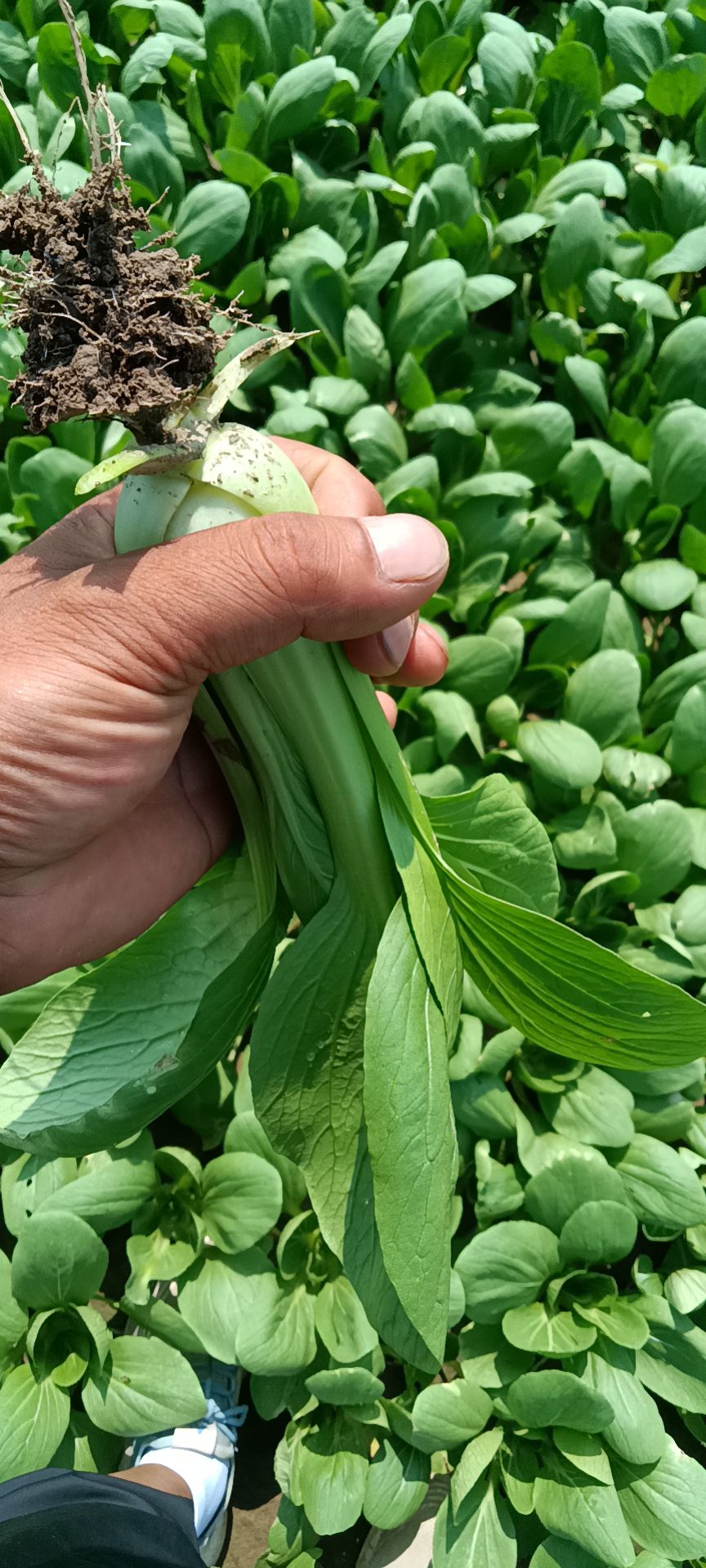 小白菜，上海青，快菜