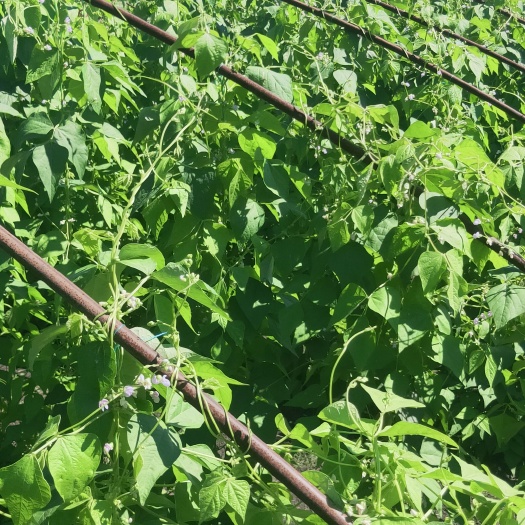 绥化现货多多，现栽现卖，欢迎你的致电，