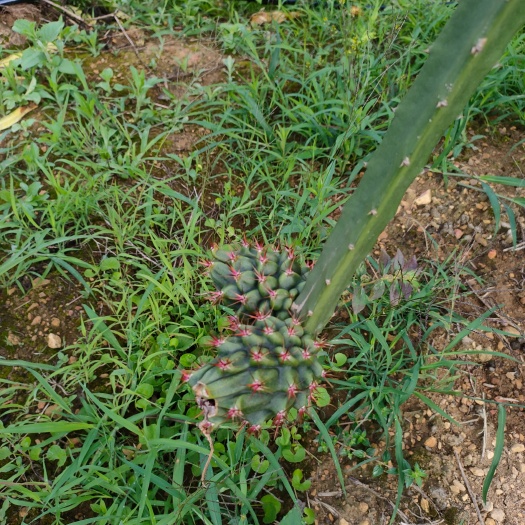 马关县燕窝果