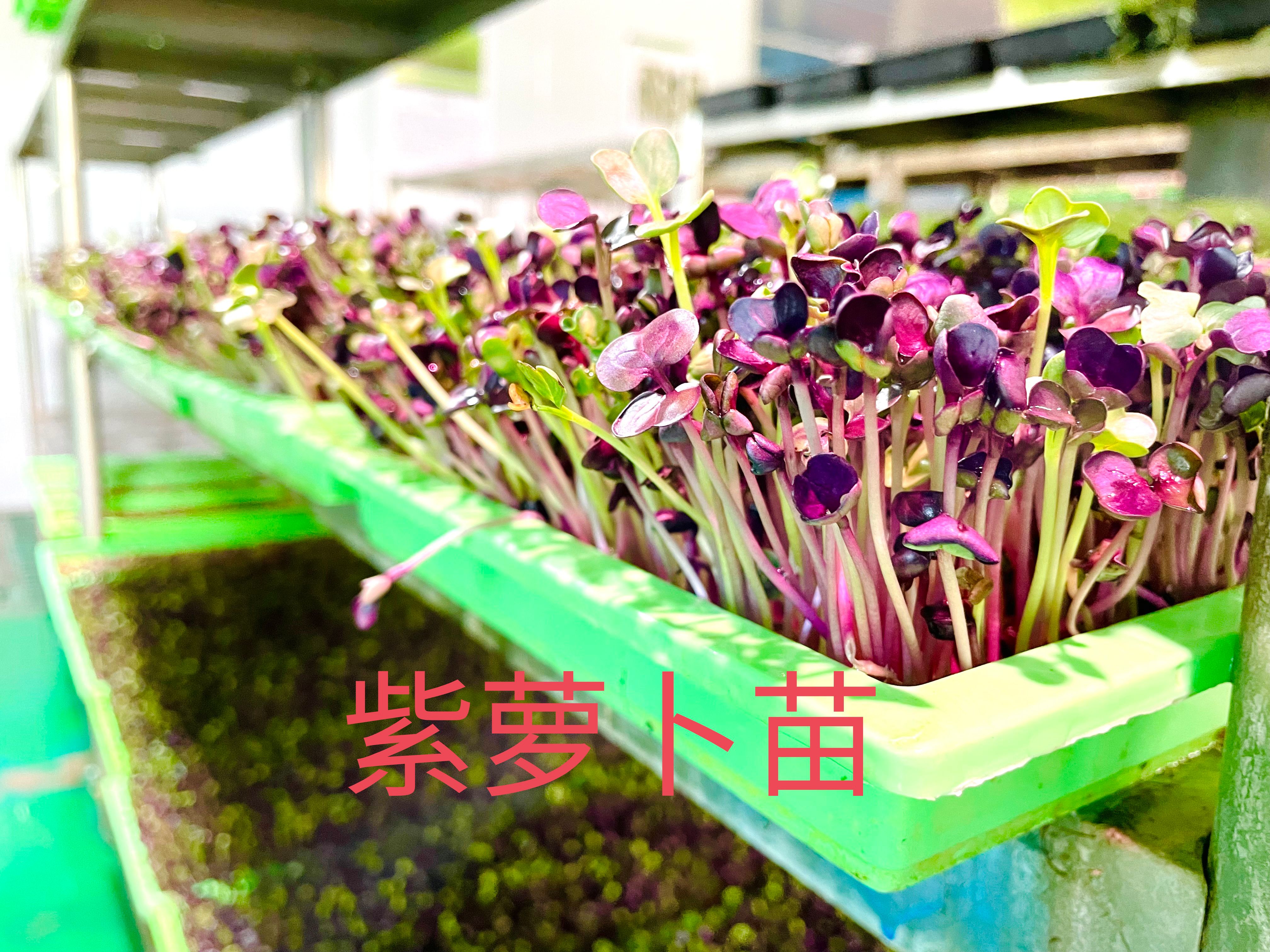 潍坊萝卜苗