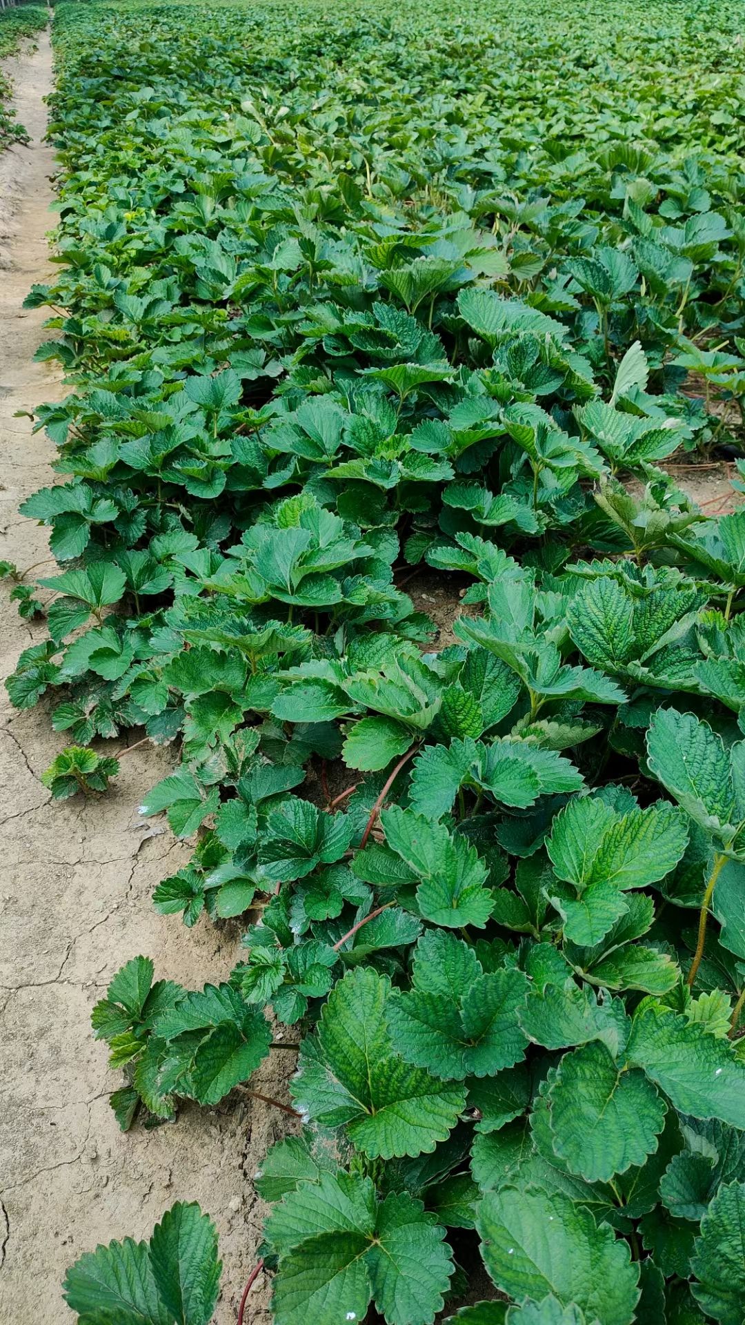 隋珠草莓苗批发 优质草莓苗基地