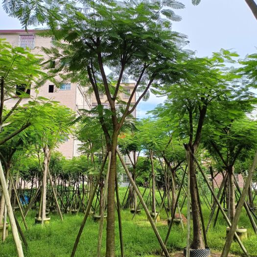 普宁市凤凰木