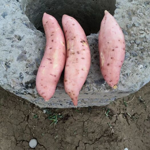 鹿邑县精品龙九、哈密蜜薯口感好软糯香甜