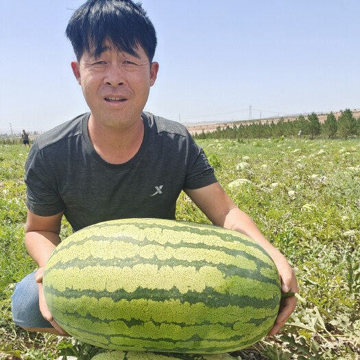 中宁县宁夏中宁石头瓜介入尾期二茬瓜有货需要联系甘肃内蒙有货