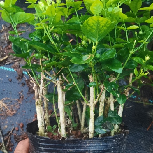 横州市广西横县重瓣茉莉花盆栽苗大量批发，量大优惠，花期长，易养