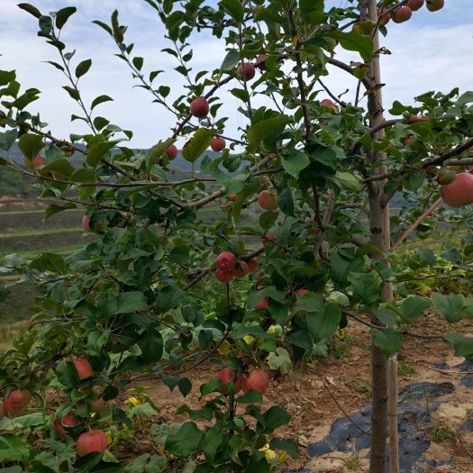 靖边县 苗圃出圃成品苹果树苗，品种正，适用北方地区发展种植。