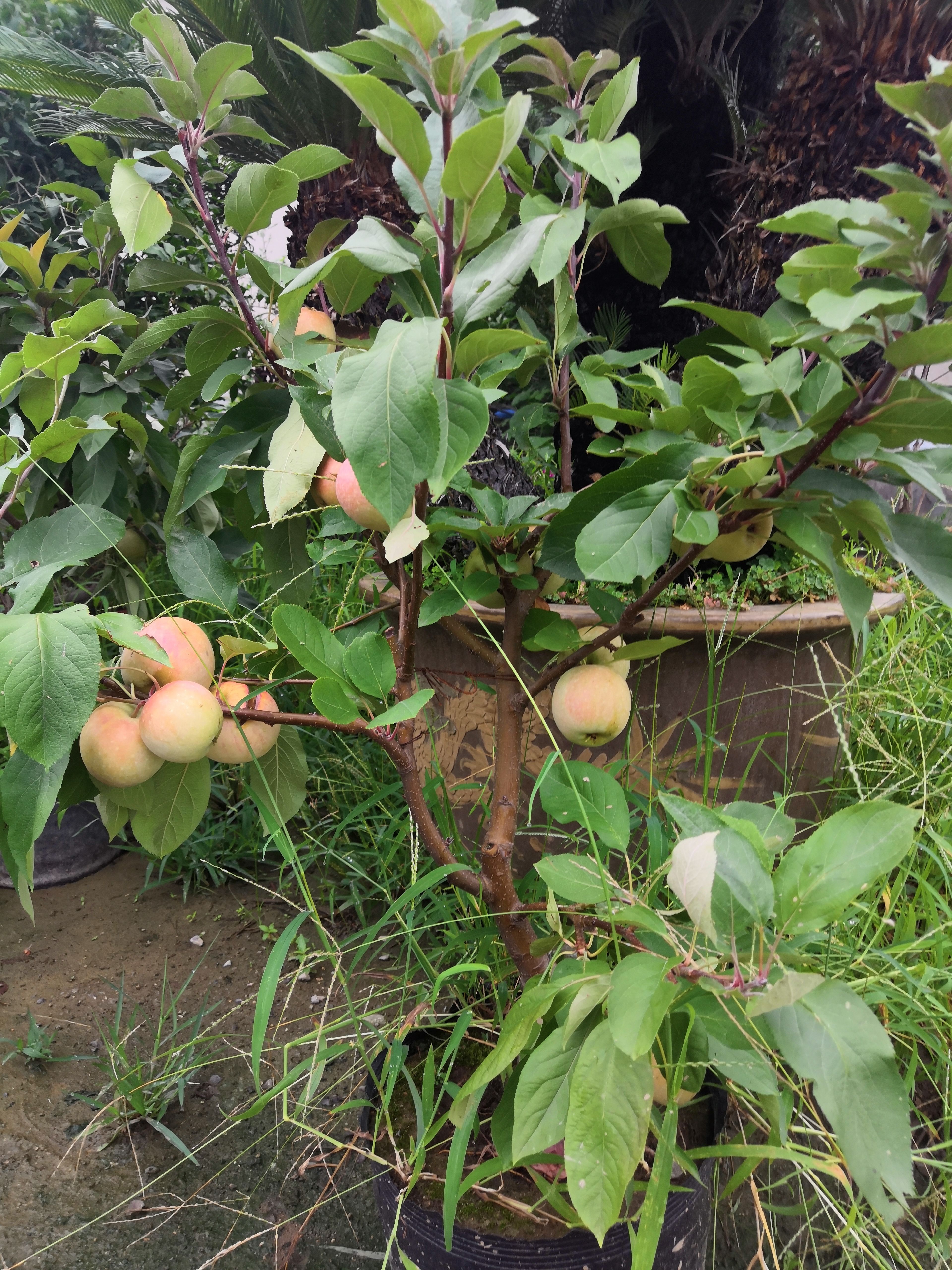 盆栽苹果树