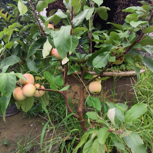 平邑县盆栽苹果树