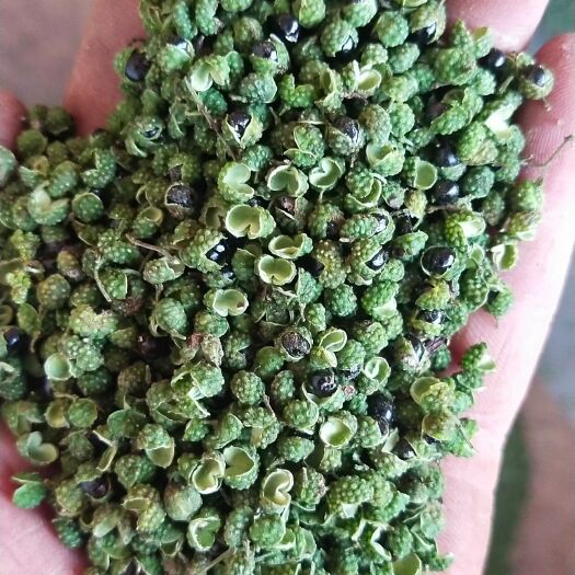 宁蒗县青花椒