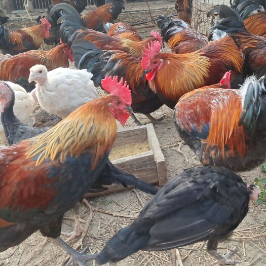 贵阳散养土鸡（瑶山鸡）用中药加粮食喂养