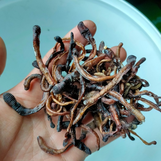 五华县大量出售圆条，下单先资询