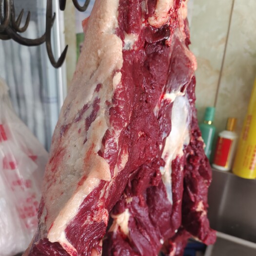 杭锦后旗内蒙古草原马肉直批