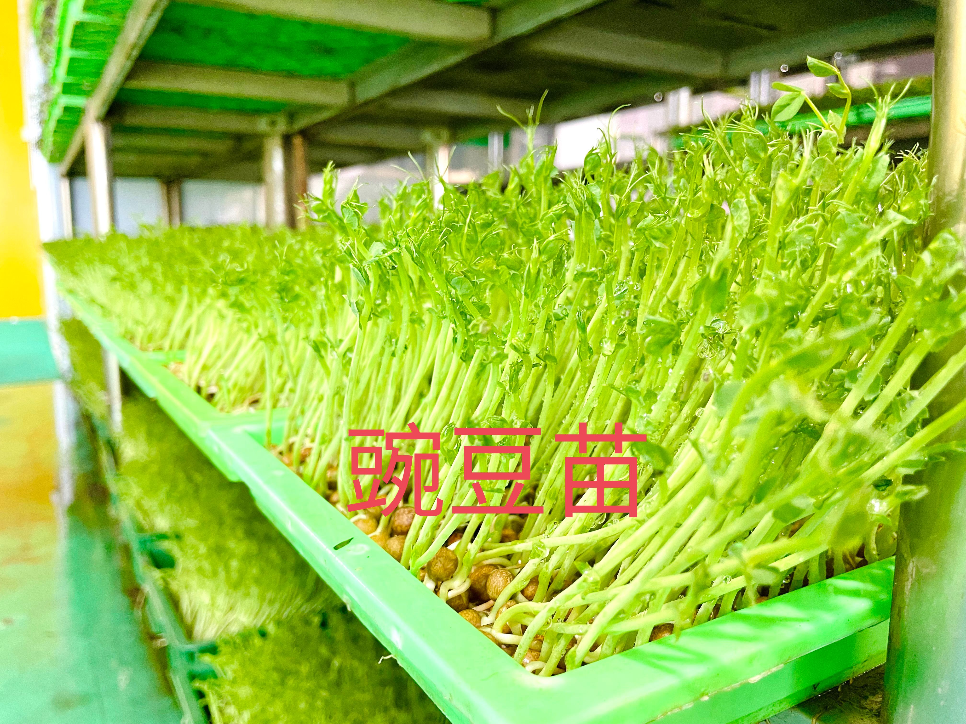 潍坊绿色水培豌豆苗