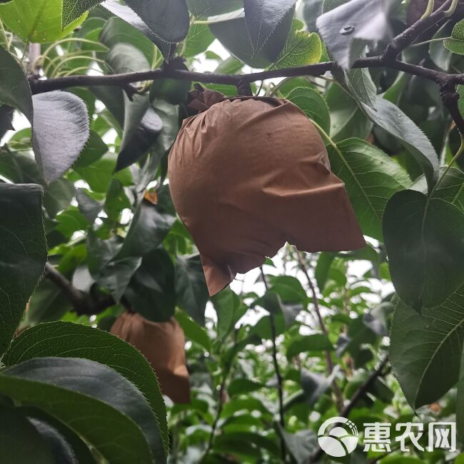 山东丰水梨皮溥多汁秋月黄冠整箱包邮