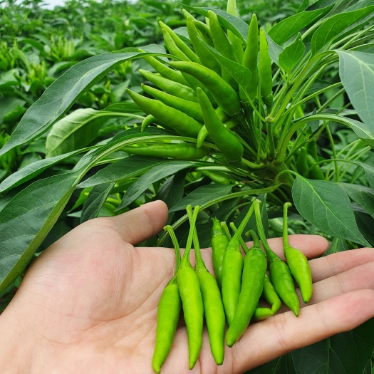 襄城县新鲜朝天椒  小米辣现摘现发