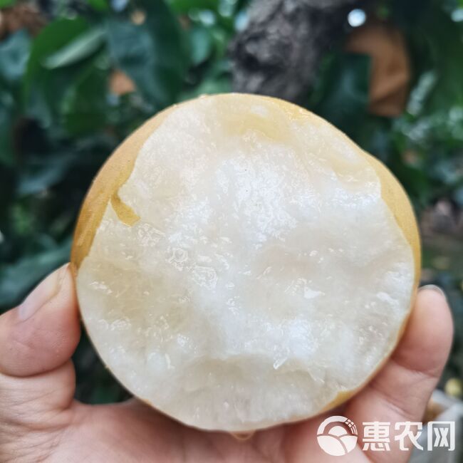 山东丰水梨皮溥多汁秋月黄冠整箱包邮